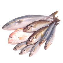 Koristi in škodo rib za človeško telo