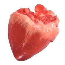 Prašičje srce - koristi in škoduje zdravju