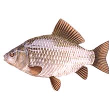 Crucian ribe - koristi in škodo za telo