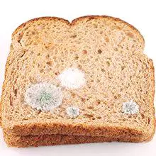 Мухъл върху хляба: какво е полезно и какво е вредно
