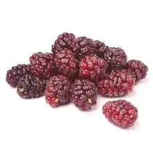 Mulberry - koristi in škoduje zdravju
