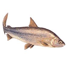 Muksun риба - полезни свойства и вреда