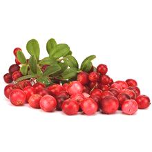 Lingonberry - koristi za zdravje in škoda