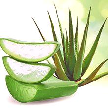 Aloe: prednosti, ljekovita svojstva i moguća šteta