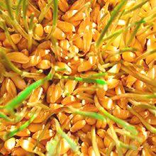 Покълналата пшеница - ползите и възможните вреди