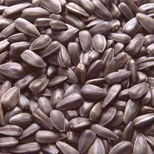 Prednosti i štetnost suncokretovih sjemenki za tijelo