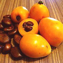 Medlar voće - korist i šteta