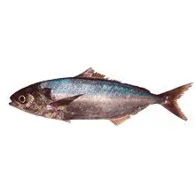 Savorin riba - koristi i štete