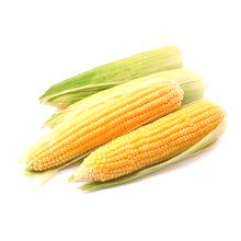 Corn - koristi in škoduje zdravju