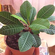 Стая Euphorbia: полза и вреда