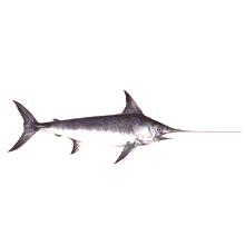 Риба меч: полезни свойства и вреда