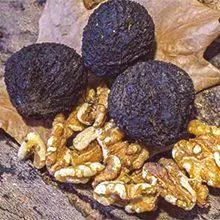 Črni oreh - koristne lastnosti in škoda