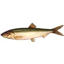Baltička riba u haringama: koristi i šteti tijelu