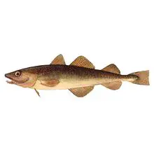 Fish navaga - какво е полезно и какво е вредно