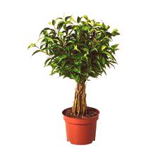 Ficus: ползи и възможна вреда за здравето и дома