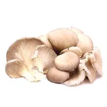 Oyster mushrooms - полза и вреда