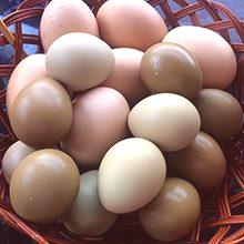 Яйца на фазани - полезни свойства и вреда