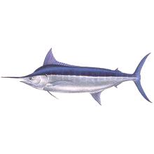 Marlinska riba: što je korisno i što je štetno