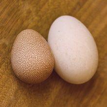 Jaja biserke: korisna svojstva i šteta