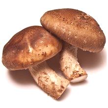 Shiitake gljive - koristi i moguće štete