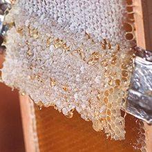 Zabrus čebela: koristi, škoda in kako se prijaviti