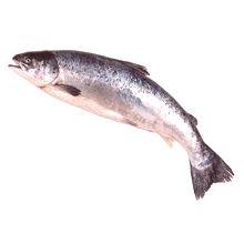 Prednosti i štete lososa za tijelo